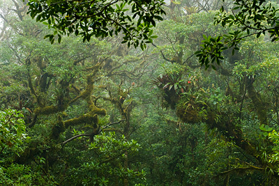 Una vista al dosel del bosque nuboso en Monteverde, Costa Rica. Existe una diversidad increíble de epífitas creciendo en las ramas de los árboles, las cuales a su vez proveen de un hábitat para una diversidad de animales.